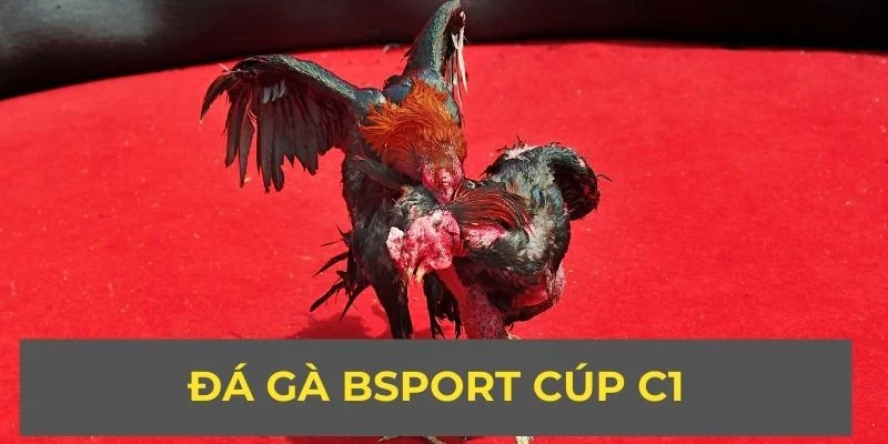 Đá gà Bsport cúp C1