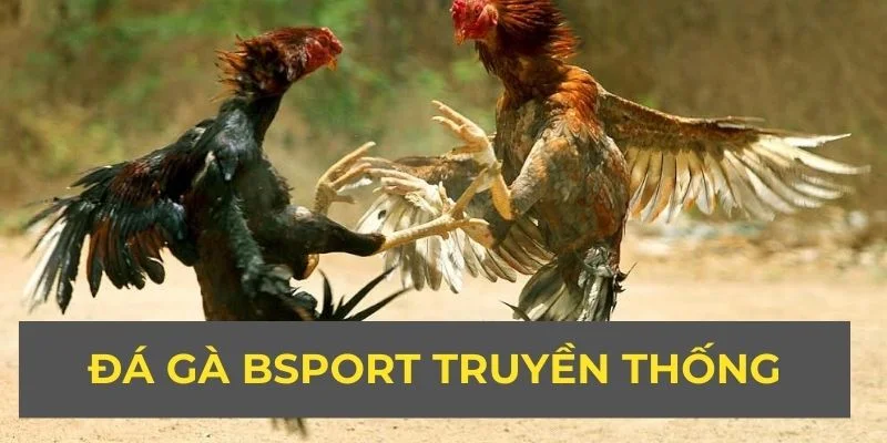 Đá gà Bsport truyền thống