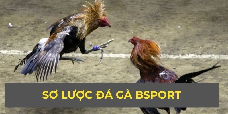 Sơ lược đá gà Bsport
